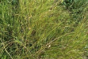 Black Spear Grass