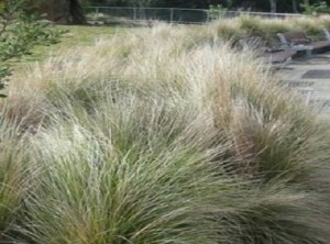 Poa (large Tussock Grass)