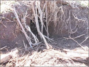 burrow with sticks websize