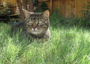 cat in grass p.47