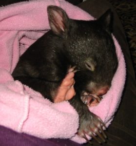 cute wombats 660