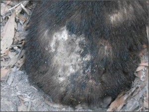 wombat attack websize border